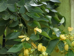 Senna nitida