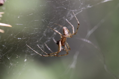 Pityohyphantes subarcticus