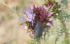 Protaetia opaca
