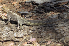 Agama aculeata