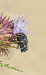 Protaetia opaca