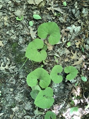 Asarum canadense