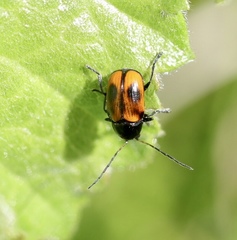 Cryptocephalus bipunctatus