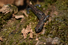 Pseudoeurycea leprosa