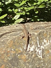 Sceloporus occidentalis