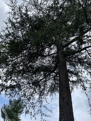 Pinus virginiana