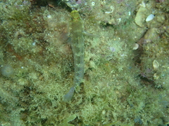 Gobius xanthocephalus