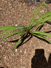 Hemerocallis lilioasphodelus