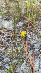 Hypericum tenuifolium