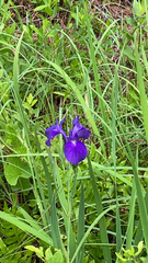 Iris tridentata