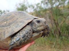 Testudo graeca