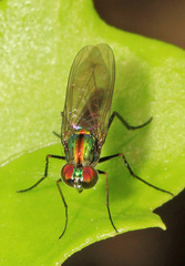 Plagioneurus univittatus