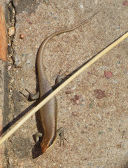 Trachylepis wahlbergii