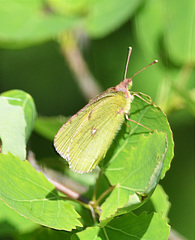 Colias myrmidone