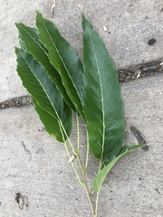 Quercus