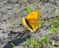 Colias myrmidone