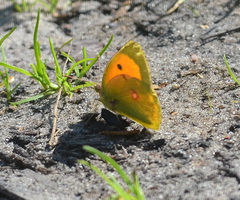 Colias myrmidone