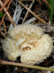 Lentinus