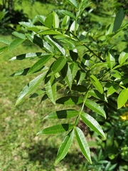 Zanthoxylum simulans