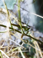 Conocephalus conocephalus