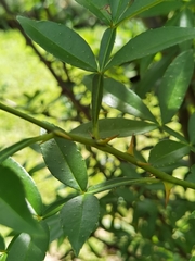 Zanthoxylum simulans