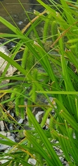 Carex pseudocyperus