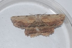 Lytrosis