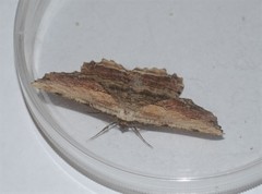 Lytrosis