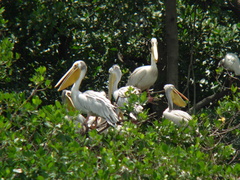Pelecanus rufescens