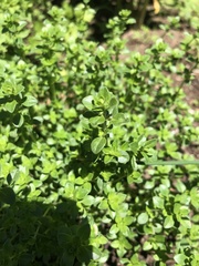 Thymus × citriodorus