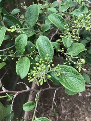 Symplocos paniculata