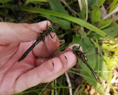 Cordulia aenea amurensis