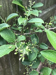 Symplocos paniculata