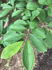 Symplocos paniculata