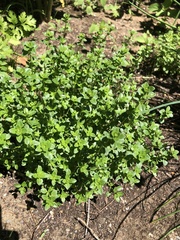 Thymus × citriodorus