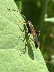 Amblyteles armatorius