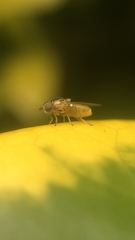 Chloropidae