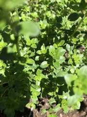 Thymus × citriodorus