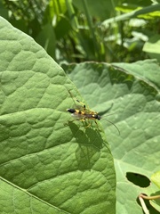 Amblyteles armatorius