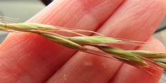 Elymus wawawaiensis