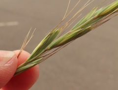 Elymus wawawaiensis
