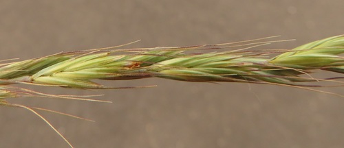 Elymus wawawaiensis
