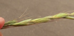 Elymus wawawaiensis