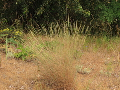 Elymus wawawaiensis