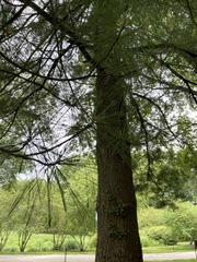 Pinus strobus