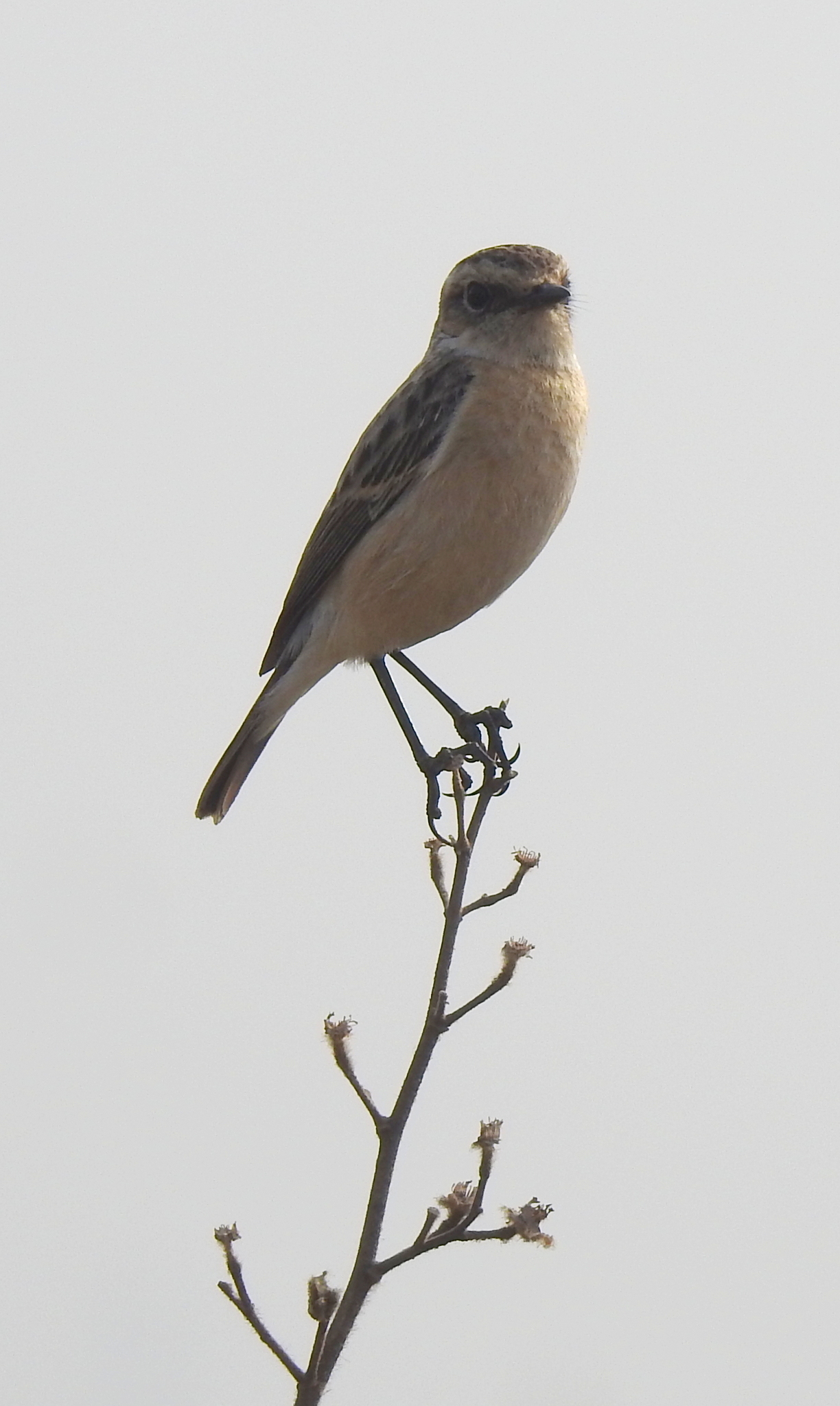 Siberian Stonechat