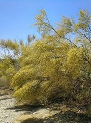 Retama sphaerocarpa