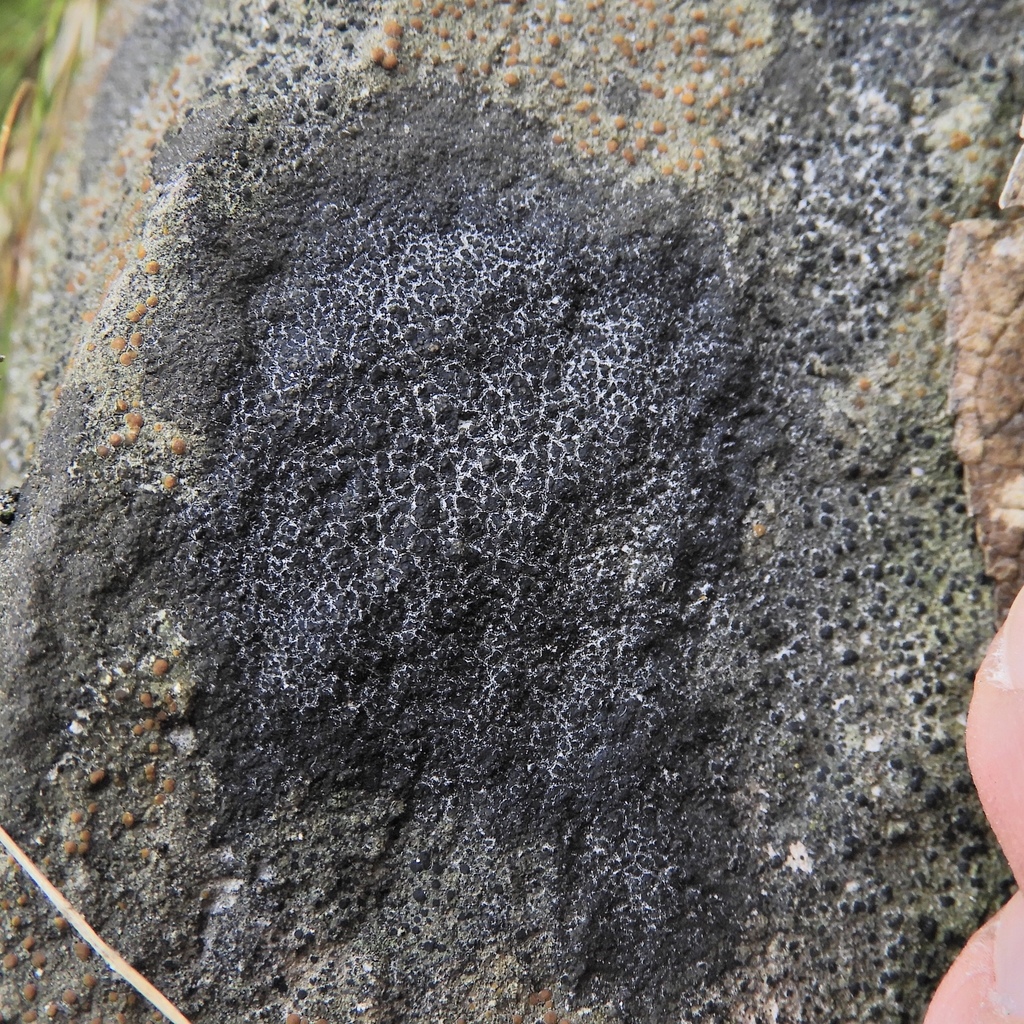 Verrucaria nigrescentoidea