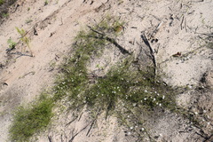 Stylisma pickeringii