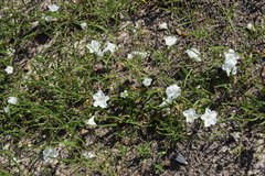 Stylisma pickeringii